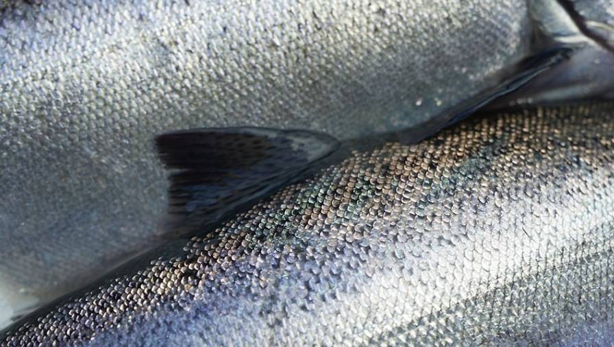 New Zealand King Salmon faces an ‘inflection point’