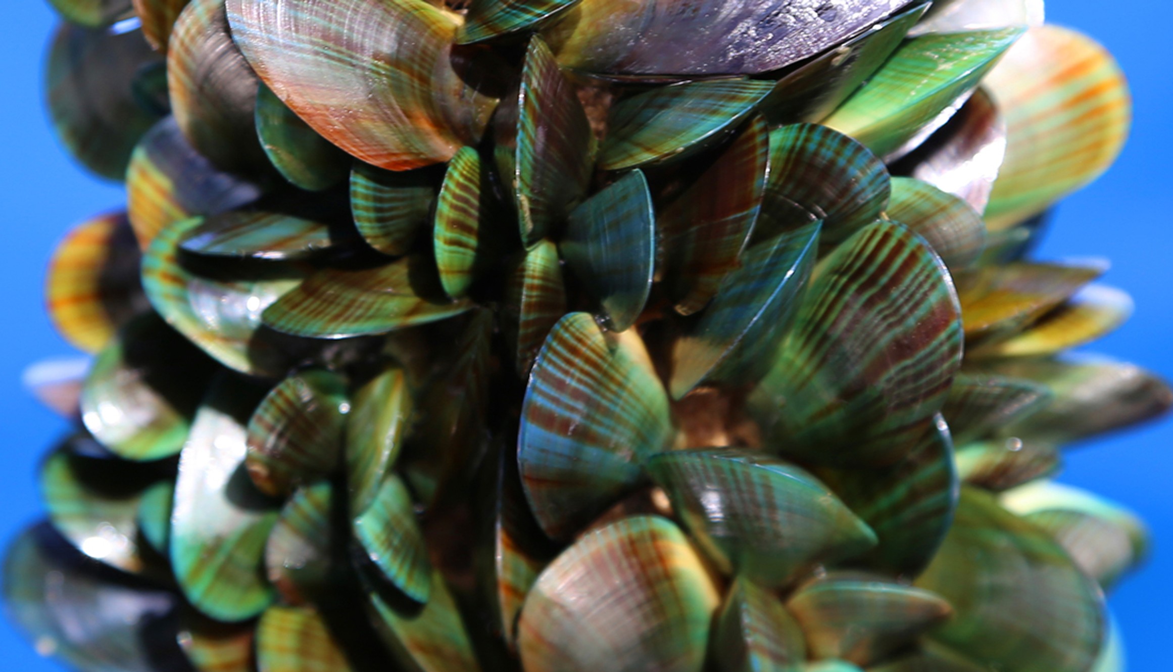 Aquaculture readies for fast track