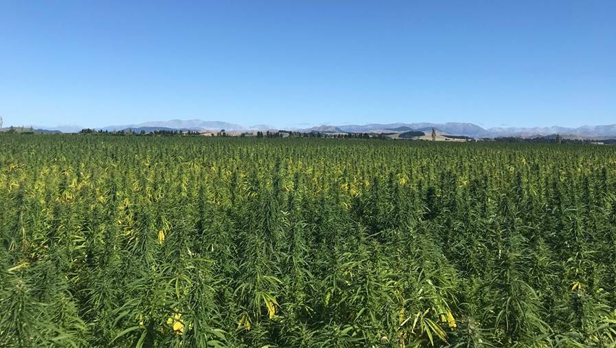 MPI mulls feeding hemp seeds to animals, not just humans