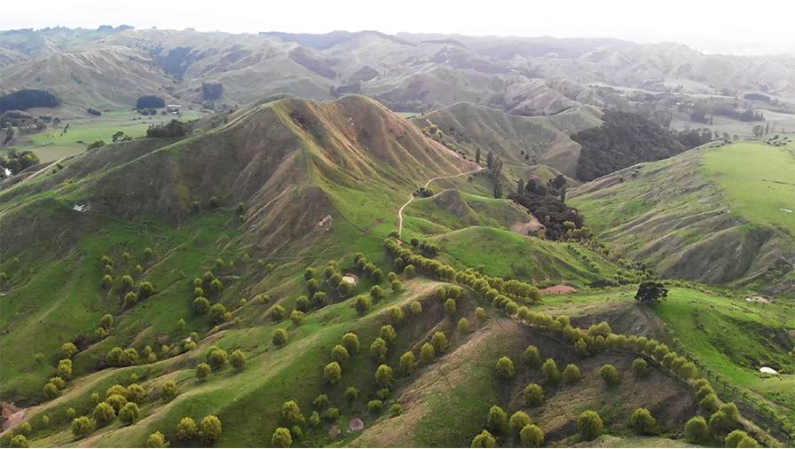Up to 100m seeded for Hawke’s Bay farm treeplanting project