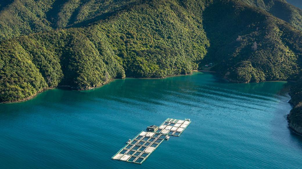 NZ Super backs King Salmon recovery