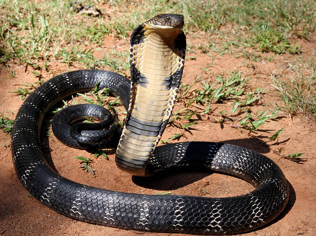 Poland honours Ukraine; Snake on a plane