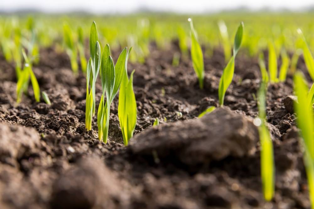 GMO: Will AgResearch’s HME ryegrass live up to its early hype?