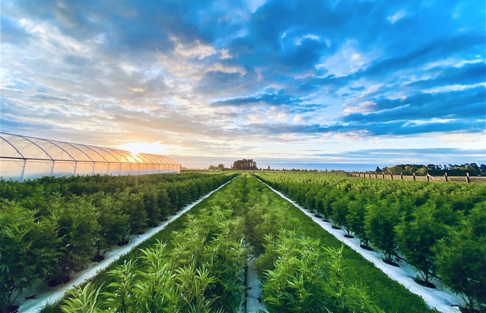 Puro NZ signs $16m cannabis export deal