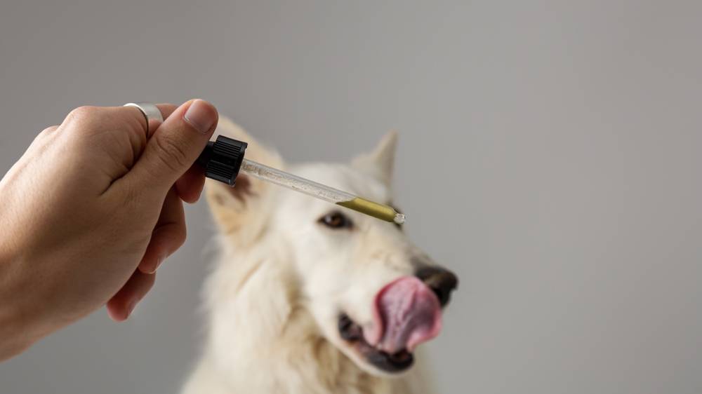Dogs wanted for world-first cannabis trial