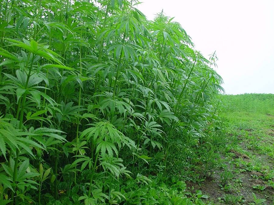 Government announces long fought-for industrial hemp reform