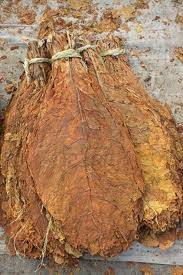 Grower Fined 6000 After Massive Tobacco Leaf Find   Tobacco Leaf 