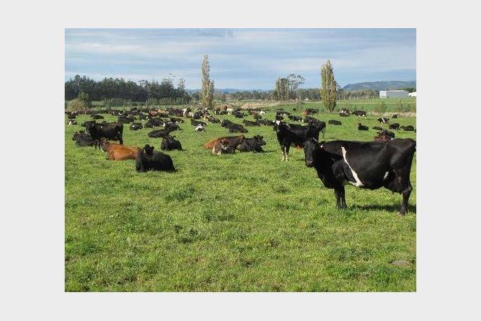 Foreigners buy up Southland dairy farms